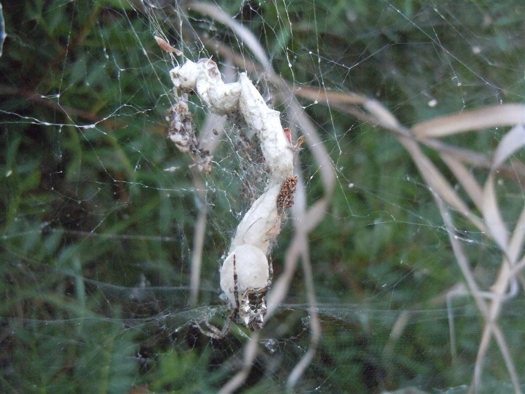 Cyrtophora citricola - Capo Miseno (NA)